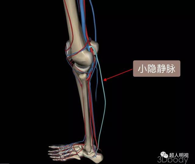 腿部静脉窦图片