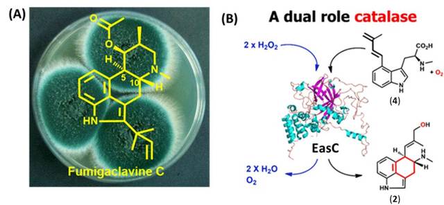 完整地解析了临床重要药物前体四环麦角生物碱的中心碳环形成机制