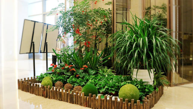 办公室绿植摆放风水,强化气场添好运!_手机搜狐网