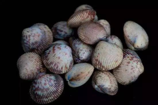 网上找到的图——鸟蛤