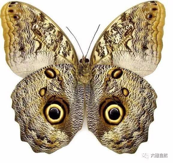 世界上最致命的蝴蝶图片