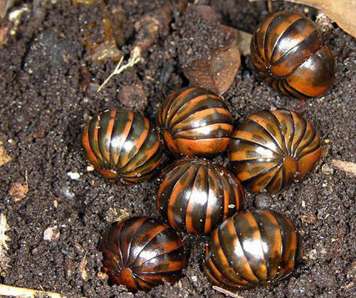 以黄磷为食,遇到烈日会自燃,赤焰金龟真的存在吗?_手机搜狐网