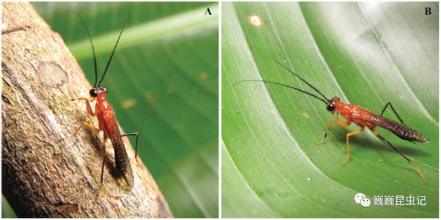 【虫研捷报】有模有样的"蜂"——科学家发现一种新的拟蜂螳螂_手机