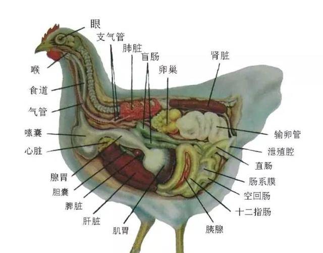 动物内脏分布图画高清图片