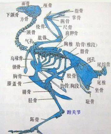 鸡骨头解剖图片