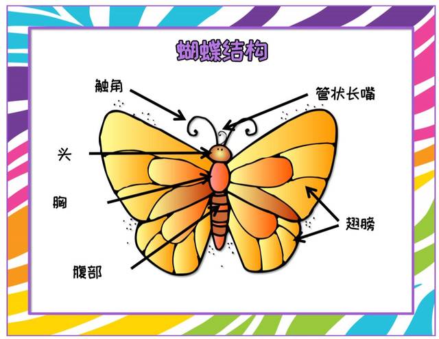 蝴蝶的构造分解图图片