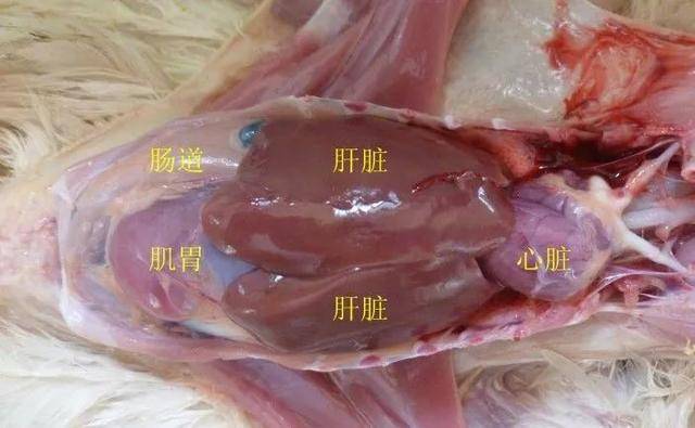 鸡的心脏结构示意图图片