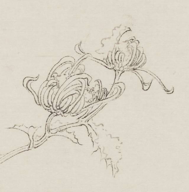 《雪菊向隅图 》局部二 琼葩暗香图  绢本墨色 30.