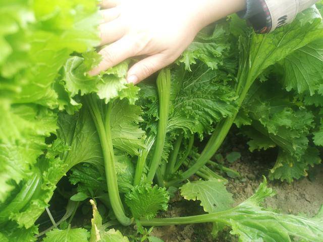 贵族菜香叶饺子菜种植竟这么简单方法很使用