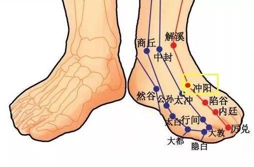 冲阳脉位置图解图片