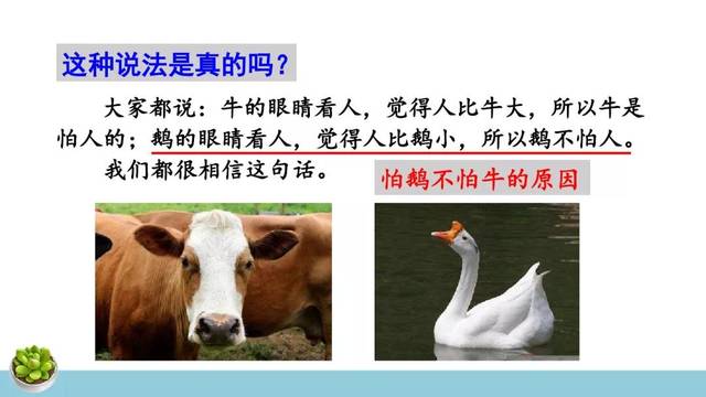 牛和鹅 牛和鹅阅读理解及答案