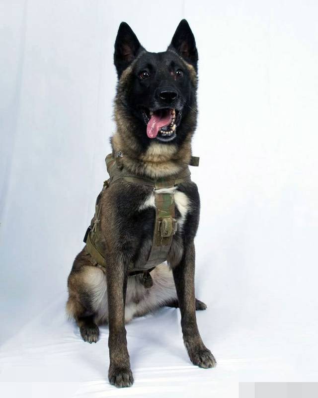 逼死巴格达迪的军犬为什么不是黑背狗狗在特种作战中有多重要