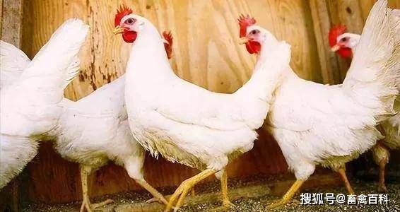种鸡苗批发行业的最新动态