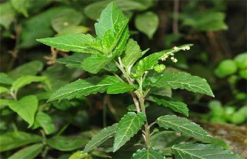 农村这种石头缝的野草,古人称"透骨草",是筋骨止痛良药