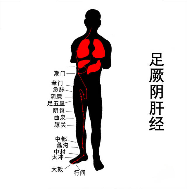 人体的肝胆经络图图片