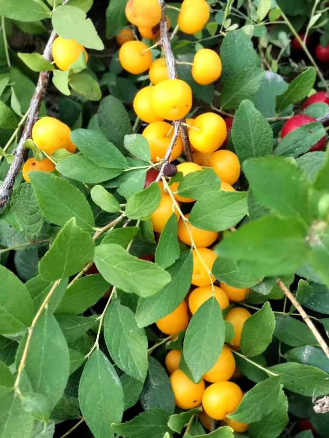 暗香出沙漠金昌旅游产品山楂海棠果品及苗木远销江南和青藏