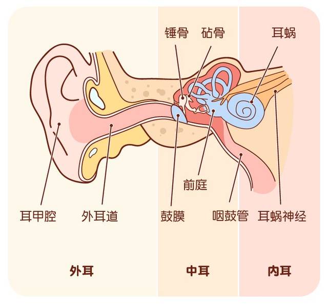 耳朵里的图片结构图图片