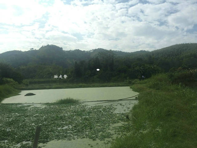 万人重金追捧的风水宝地富贵有多大风水大师王君植广东寻龙点穴巳蛇出