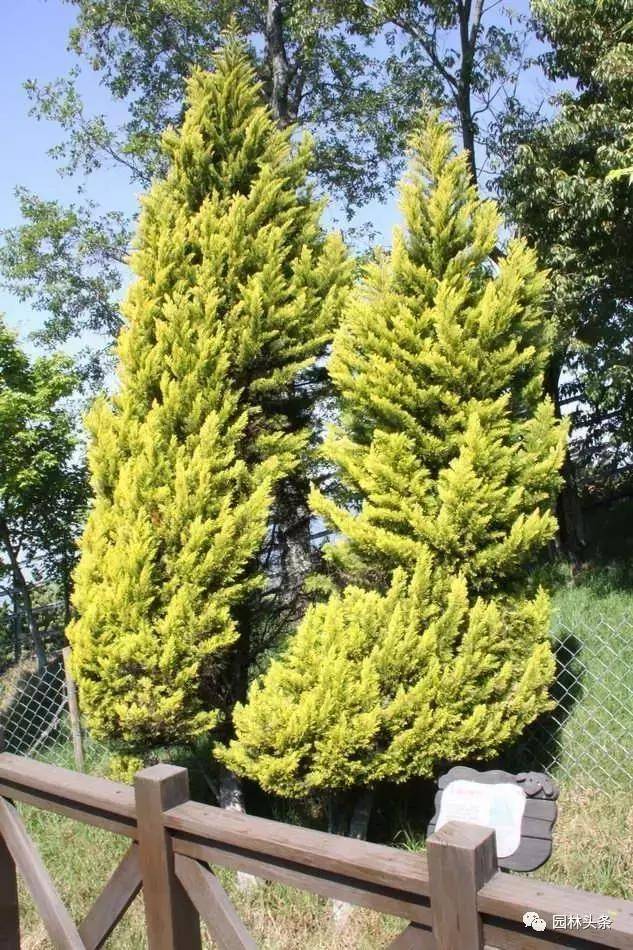 金冠柏叶色季相变化明显,春秋两季为淡黄色,夏季浅绿色,冬季为金黄色