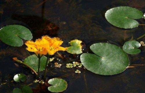 "参差荇菜,左右采之",诗经里的野菜,你了解多少?