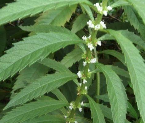 农村这种野草,蛇见了就怕,人称"蛇王草",还是治病良药