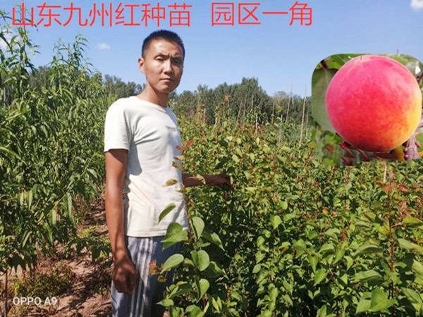 巨蜜王杏树苗新品种简介_手机搜狐网