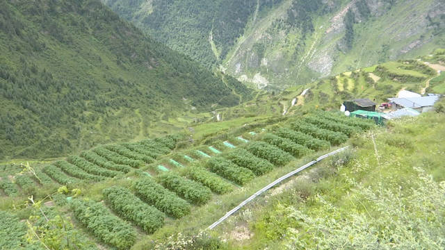 生長範圍在海拔3000米至4500米的高寒草原,高寒草甸以及高寒灌叢草甸