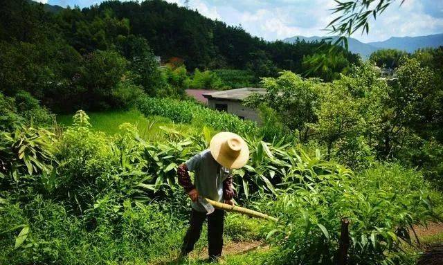 有人說60歲的農民還下地幹活是因為閒不住?我勸你閉嘴!