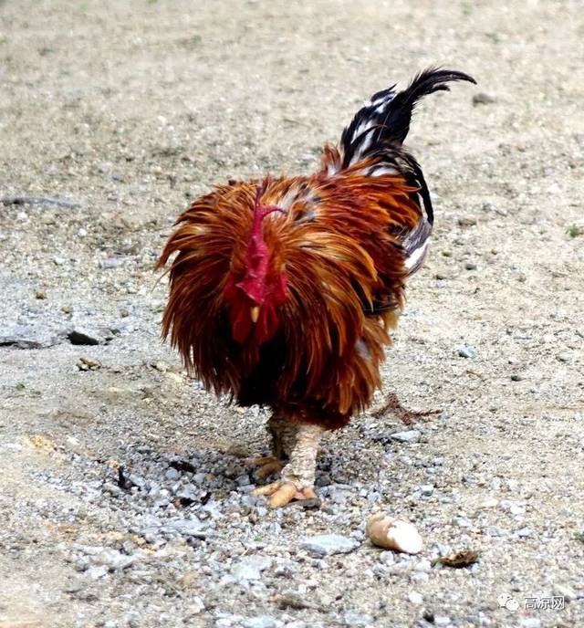 高州古丁一村民养了一只公鸡10年,脚趾如刀箭,只要用途是._手机搜狐网