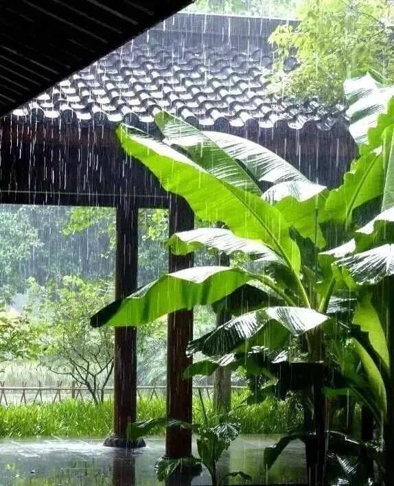 雨洗芭蕉叶上诗