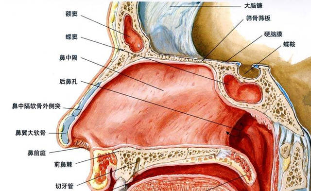 鼻炎到底是哪里出现异常?