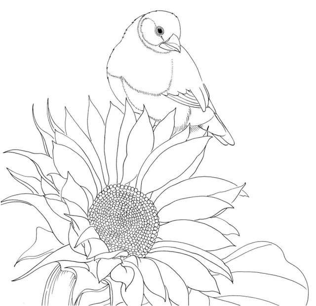 黑白花鸟线描100例第一篇