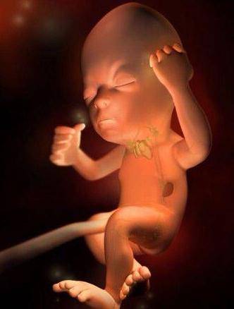 原创3d高清组图播放:孕期胎儿发育全过程,胎宝:百米赛跑跟爸妈见面