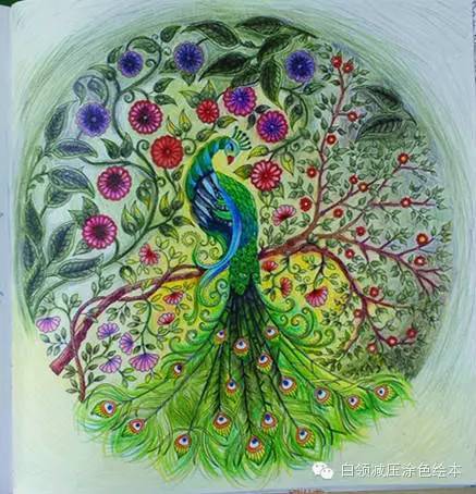 秘密花园》P80作品欣赏,孔雀篇！_搜狐网