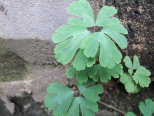 在农村,各种各样的野菜遍布,这些野菜名字也是形形色色的,比如鸡屎藤