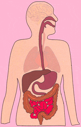 边吃饭边喝水,会使牙齿的咀嚼频率降低,未经过咀嚼的食物直接进入肠道