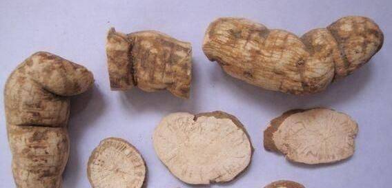 俗称"追骨风",罕见价值高,却常被当野草除掉,可惜了