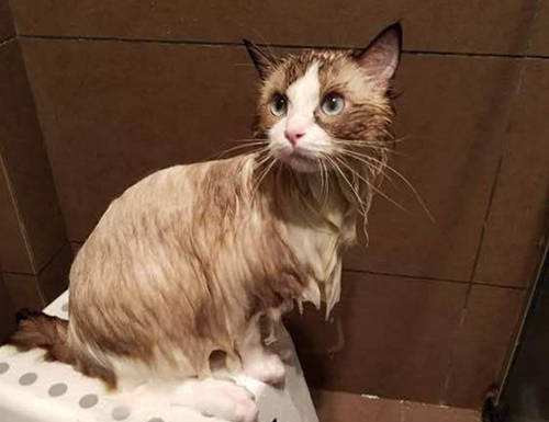 猫咪淋湿的危害,布偶猫淋湿了怎么办_手机搜狐网