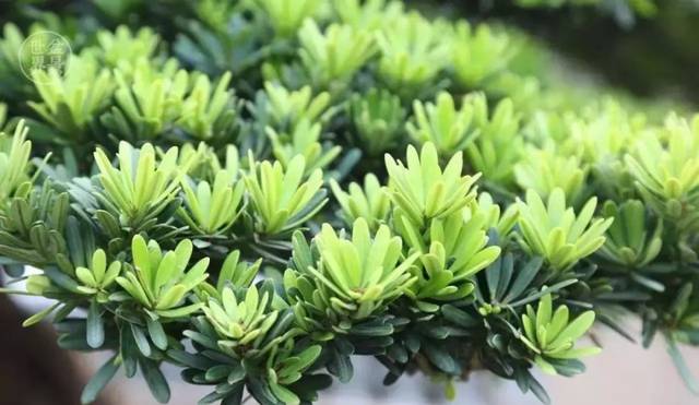 农村四大镇宅之树是什么?种在哪个位置可以旺宅?