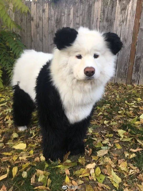 不熬夜的熊猫长啥样?一张很罕见的偷拍照! | 搞