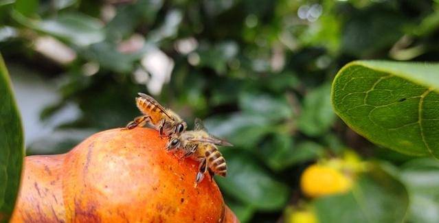 蜜蜂喜欢的4种水果你都吃过吗养蜂人蜜蜂真会挑喂蜂首选