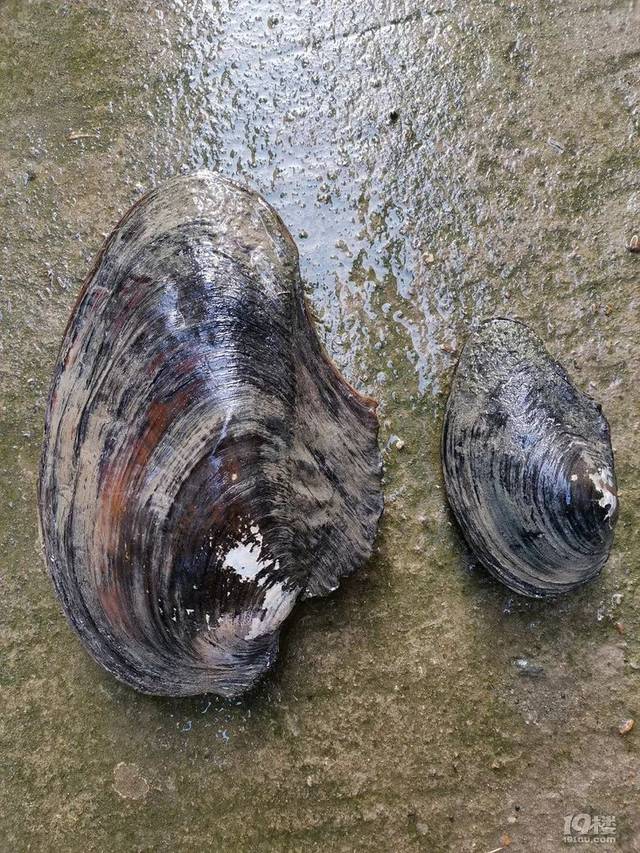摸到一只"蚌壳精",蚌壳上都是褶皱,你们猜猜它多少岁了