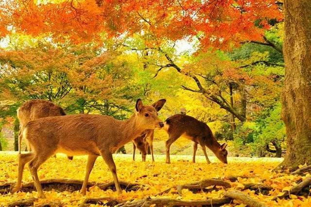 双11飞猪机票专场开战!国内飞往日本竟然只要