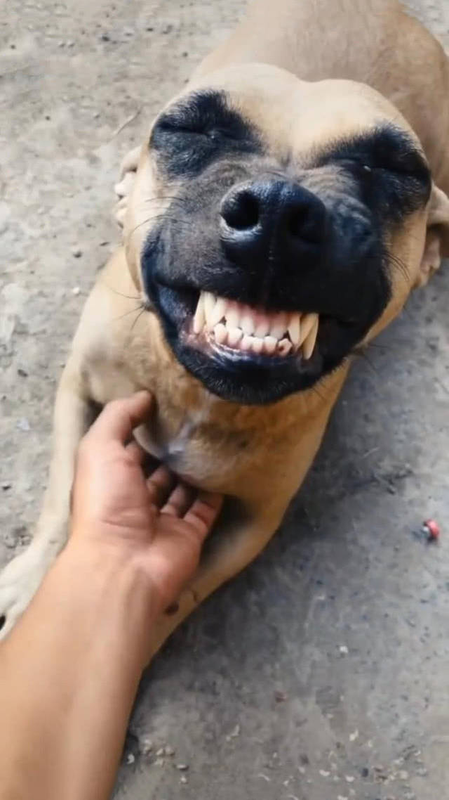 男子抚摸流浪狗的下巴,狗咧着嘴巴笑,网友:这笑容能治愈坏心情_手机