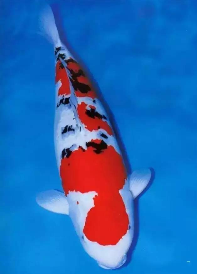 风水鱼——福禄聚齐