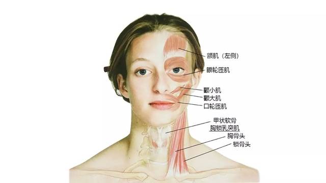 超全!27张高清解剖图带你认识头,面,颈部骨骼及肌肉名称!珍藏!