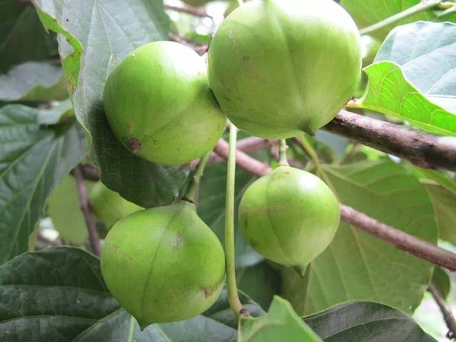 请家长和老师告诉孩子们|油桐籽有毒!不能食用!_手机搜狐网