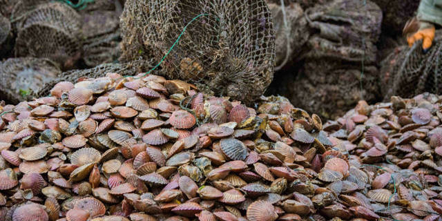 獐子岛扇贝几天内大面积离奇死亡公司业绩中除了扇贝还剩下什么