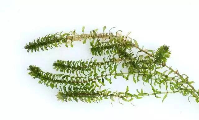 2月份气温还很低,伊乐藻虽然属于冷水草,但太低的温度其生长也比较