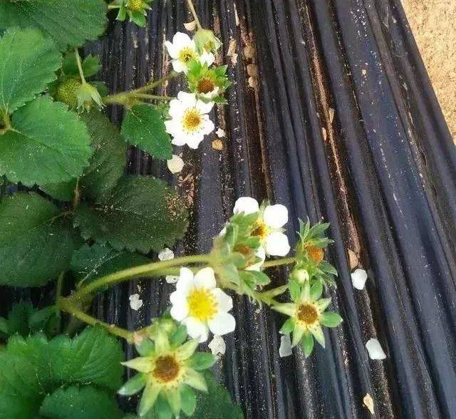 【草莓技术篇】眼看就要结果了,花心发黑,花托出现干枯是什么情况?